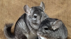 Як визначити підлогу шиншили, відмінності дівчини від хлопчика